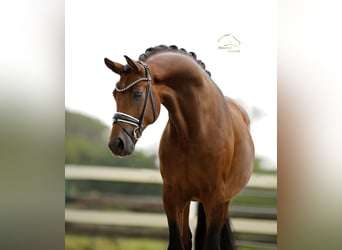 Oldenburger, Wallach, 3 Jahre, 167 cm, Brauner