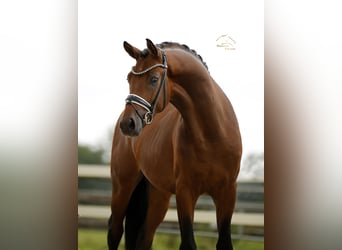 Oldenburger, Wallach, 3 Jahre, 167 cm, Brauner