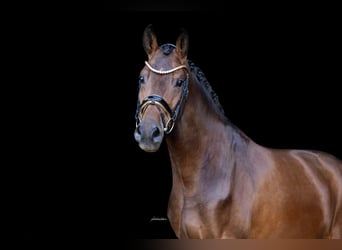 Oldenburger, Wallach, 3 Jahre, 167 cm, Dunkelbrauner