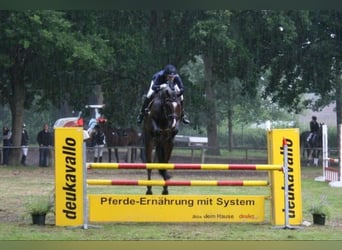 Oldenburger, Wallach, 3 Jahre, 167 cm, Dunkelbrauner