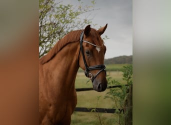 Oldenburger, Wallach, 3 Jahre, 167 cm, Dunkelfuchs