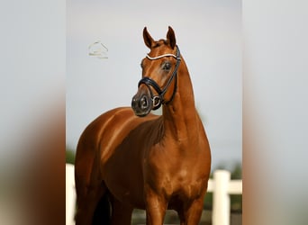 Oldenburger, Wallach, 3 Jahre, 167 cm, Fuchs