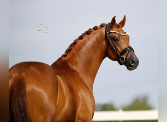 Oldenburger, Wallach, 3 Jahre, 167 cm, Fuchs