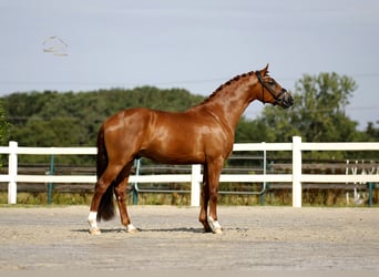 Oldenburger, Wallach, 3 Jahre, 167 cm, Fuchs