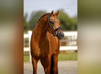 Oldenburger, Wallach, 3 Jahre, 167 cm, Fuchs