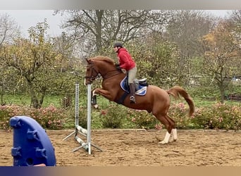 Oldenburger, Wallach, 3 Jahre, 167 cm, Fuchs