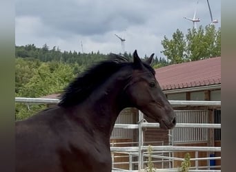 Oldenburger, Wallach, 3 Jahre, 167 cm, Rappe