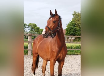 Oldenburger, Wallach, 3 Jahre, 168 cm, Brauner