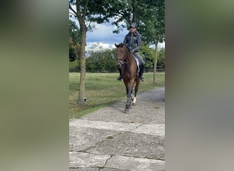 Oldenburger, Wallach, 3 Jahre, 168 cm, Brauner