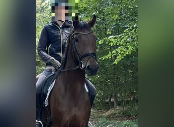 Oldenburger, Wallach, 3 Jahre, 168 cm, Brauner