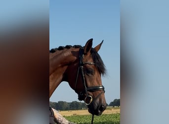 Oldenburger, Wallach, 3 Jahre, 168 cm, Brauner