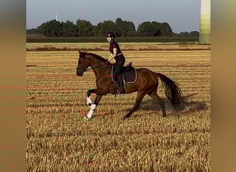 Oldenburger, Wallach, 3 Jahre, 168 cm, Brauner