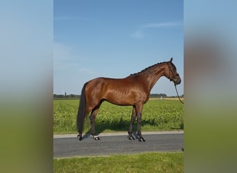 Oldenburger, Wallach, 3 Jahre, 168 cm, Brauner