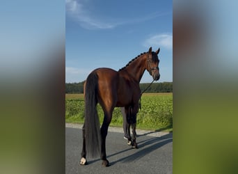 Oldenburger, Wallach, 3 Jahre, 168 cm, Brauner
