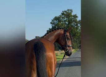 Oldenburger, Wallach, 3 Jahre, 168 cm, Brauner