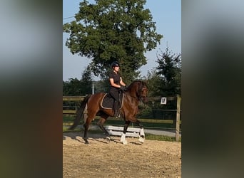 Oldenburger, Wallach, 3 Jahre, 168 cm, Brauner