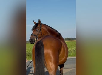 Oldenburger, Wallach, 3 Jahre, 168 cm, Brauner