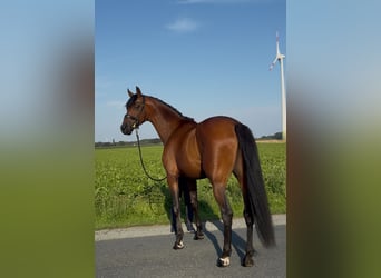 Oldenburger, Wallach, 3 Jahre, 168 cm, Brauner