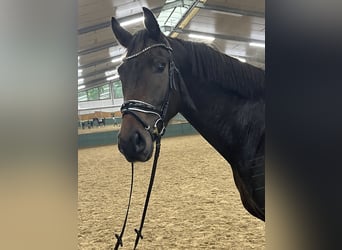Oldenburger, Wallach, 3 Jahre, 168 cm, Dunkelbrauner