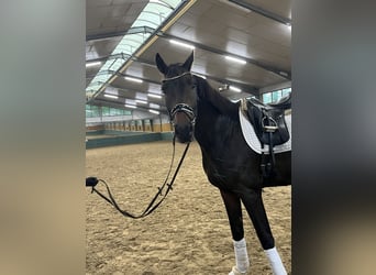 Oldenburger, Wallach, 3 Jahre, 168 cm, Dunkelbrauner