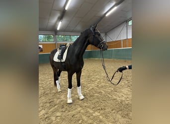 Oldenburger, Wallach, 3 Jahre, 168 cm, Dunkelbrauner