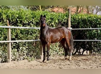 Oldenburger, Wallach, 3 Jahre, 168 cm, Dunkelbrauner