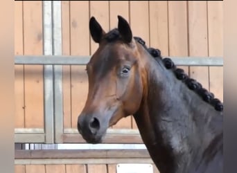 Oldenburger, Wallach, 3 Jahre, 168 cm, Dunkelbrauner
