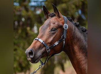 Oldenburger, Wallach, 3 Jahre, 168 cm, Dunkelbrauner