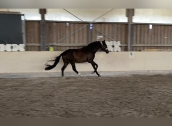 Oldenburger, Wallach, 3 Jahre, 168 cm, Dunkelbrauner