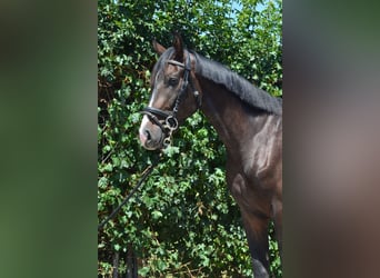 Oldenburger, Wallach, 3 Jahre, 168 cm, Dunkelbrauner