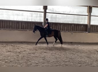 Oldenburger, Wallach, 3 Jahre, 168 cm, Dunkelbrauner