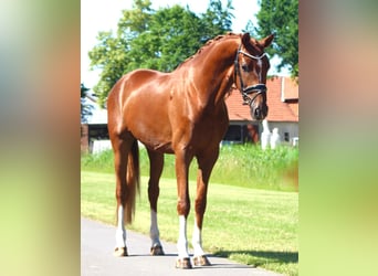 Oldenburger, Wallach, 3 Jahre, 168 cm, Dunkelfuchs