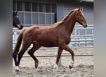 Oldenburger, Wallach, 3 Jahre, 168 cm, Dunkelfuchs