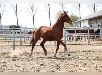 Oldenburger, Wallach, 3 Jahre, 168 cm, Dunkelfuchs