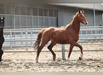 Oldenburger, Wallach, 3 Jahre, 168 cm, Dunkelfuchs