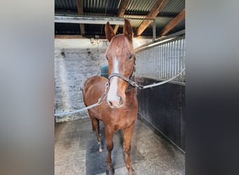 Oldenburger, Wallach, 3 Jahre, 168 cm, Dunkelfuchs