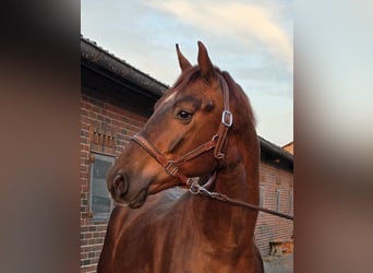 Oldenburger, Wallach, 3 Jahre, 168 cm, Dunkelfuchs