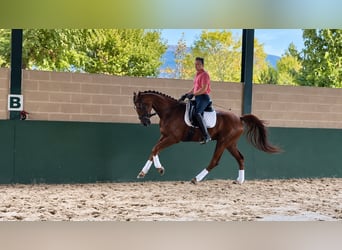 Oldenburger, Wallach, 3 Jahre, 168 cm, Fuchs