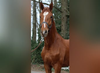 Oldenburger, Wallach, 3 Jahre, 168 cm, Fuchs