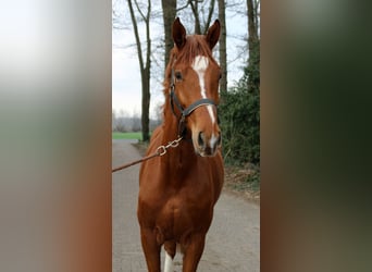 Oldenburger, Wallach, 3 Jahre, 168 cm, Fuchs