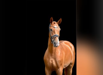 Oldenburger, Wallach, 3 Jahre, 168 cm, Fuchs
