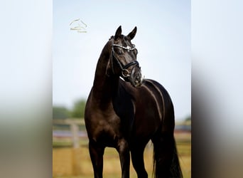 Oldenburger, Wallach, 3 Jahre, 168 cm, Rappe