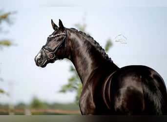 Oldenburger, Wallach, 3 Jahre, 168 cm, Rappe