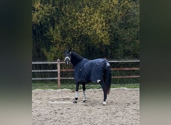 Oldenburger, Wallach, 3 Jahre, 168 cm, Rappe