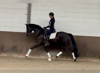 Oldenburger, Wallach, 3 Jahre, 168 cm, Rappe Oldenburger, Wallach, 3 Jahre, 168 cm, Rappe