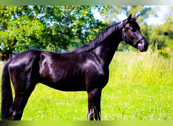 Oldenburger, Wallach, 3 Jahre, 168 cm, Rappe