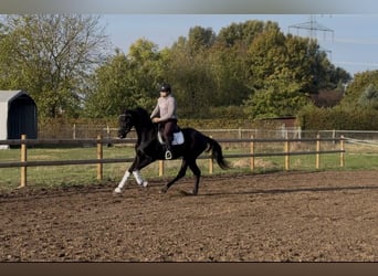 Oldenburger, Wallach, 3 Jahre, 168 cm, Rappe