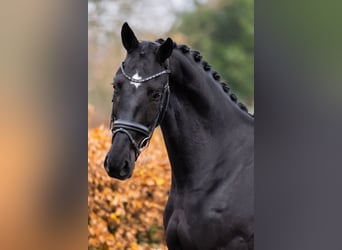 Oldenburger, Wallach, 3 Jahre, 168 cm, Rappe