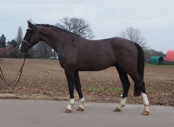 Oldenburger, Wallach, 3 Jahre, 168 cm, Schwarzbrauner