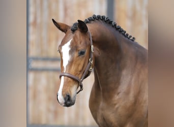 Oldenburger, Wallach, 3 Jahre, 169 cm, Brauner